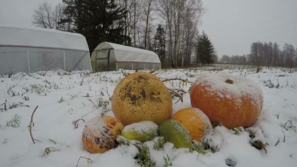 Snowfall Farm Garden Pumpkins Heap Plastic Greenhouse Time Lapse — Stock Video
