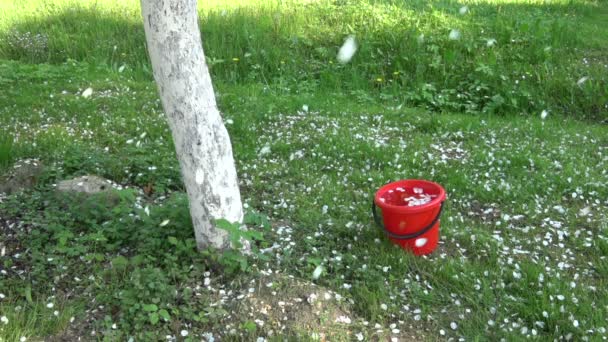 Manzano Blanco Florece Pétalos Lluvia Primavera Cámara Lenta — Vídeos de Stock