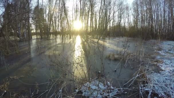 Coucher Soleil Dans Forêt Fin Hiver Avec Eau Inondation Glace — Video