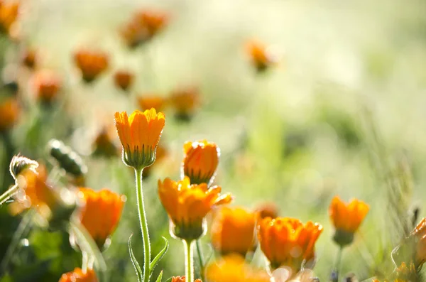 Güzel tıbbi otlar calendula kadife çiçeği arka plan bulanıklık — Stok fotoğraf