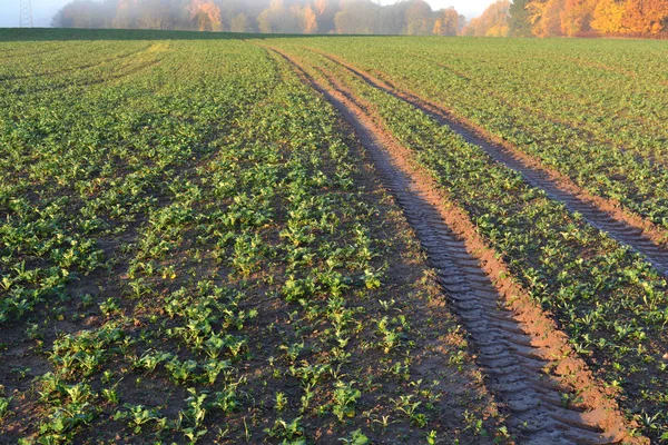 Campo de brotes de colza de otoño dorado y niebla matutina — Foto de Stock