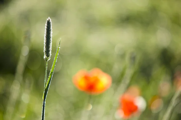 Hermosa hierba borrosa y amapolas fondo de la naturaleza — Foto de Stock
