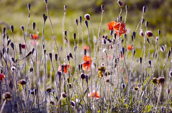 Blur wild poppies  nature background — Stock Photo, Image