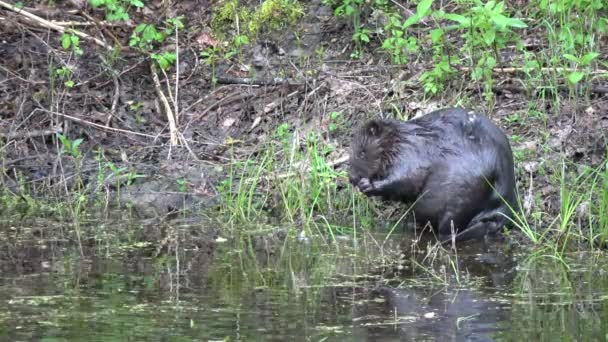 Beaver Castor Fiber Lake Coast Spring Funny Make His Fur — Stock Video