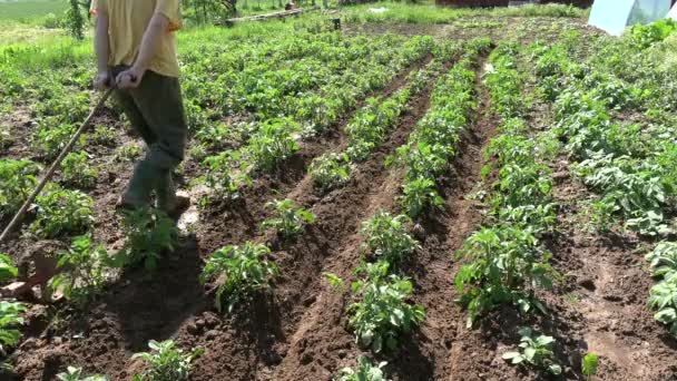 Twee Tuinmannen Hoveniers Kleine Veld Ploegen Aardappel Met Handmatige Ploeg — Stockvideo