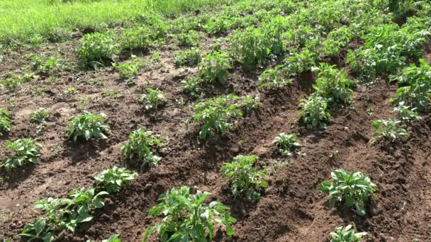 Gardeners Small Field Plowing Potato Manual Plow — Stock Video