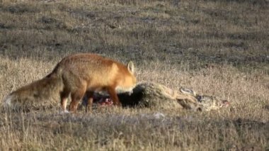 güzel hayvan red fox Vulpes yeme Karaca leş et bahar sahada
