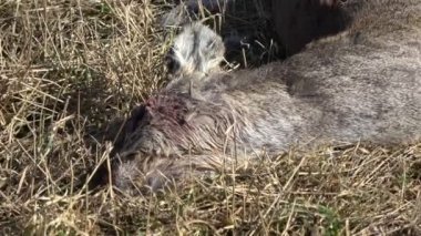 Ölü memeli Karaca kışlama sonra bahar sahada 