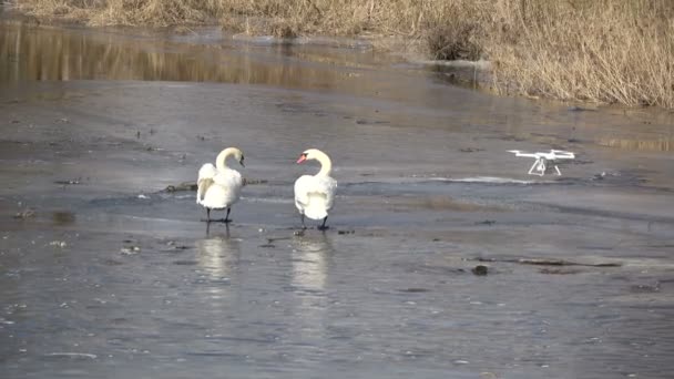 Зйомки Дронів Знімають Пару Білих Лебедів Cygnus Olor Весняному Річковому — стокове відео