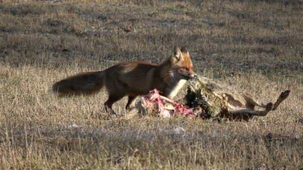 Hermoso Zorro Rojo Vulpes Tirar Atrapar Corzo Muerto Carroña Campo — Vídeo de stock