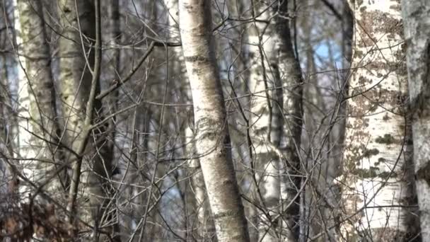 Early Spring Birch Forest Flood Water Ice — Stock Video