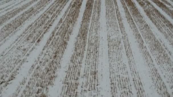 冬季农业农田上空的无人驾驶飞机在雪地上种植小麦茬 — 图库视频影像