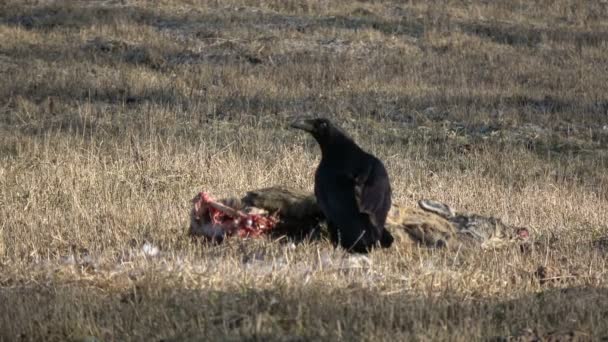 Corbeau Corvus corax mangeant de la viande morte de charogne de chevreuil sur un champ de printemps 