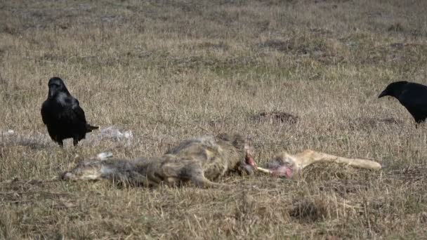 Два Ворони Корвус Коракс Поблизу Мертвого Коника Оленя Весняному Полі — стокове відео