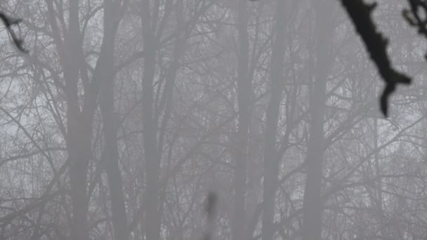 在废弃的农场牧场花园里 漆黑的冬日清晨雾雾 — 图库视频影像