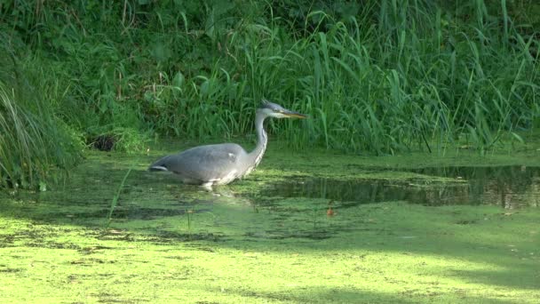 Airone Grigio Uccello Nello Stagno Estivo — Video Stock