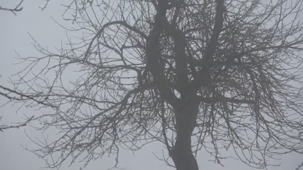 Inverno Fine Buio Nebbia Mattina Nebbia Giardino Melo Abbandonato — Video Stock