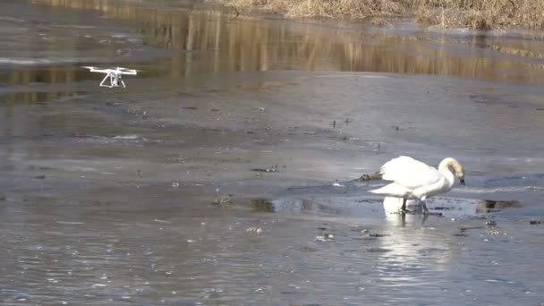Drone Filming Pair White Swans Cygnus Olor Spring River Ice — Stock Video