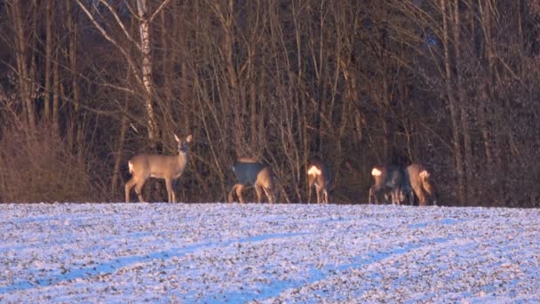 Groupe animaux chevreuil chevreuil sur givré hiver fin champ de ferme le matin 