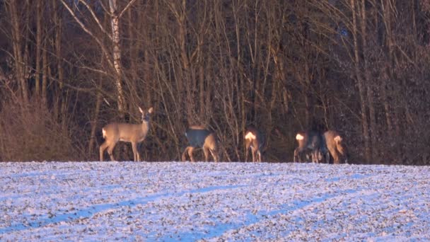 冬に凍る終了圃場で朝のグループ動物のノロジカ — ストック動画