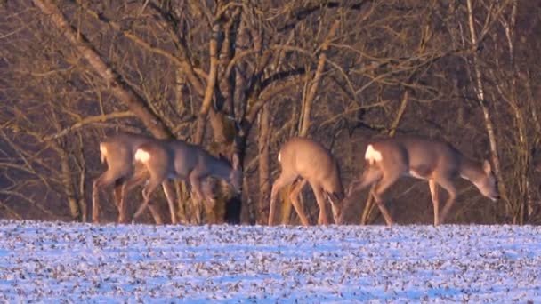 Chevreuils mangeant des choux de colza hivernants sur les terres agricoles au soleil du matin 