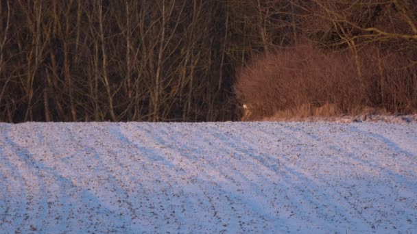 Rådjur Gruppen Vinter Tid Jordbruk Fält Och Buskar — Stockvideo