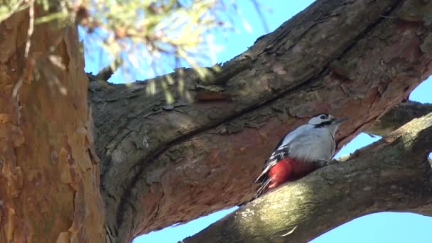 大斑点啄木鸟 Dendrocopus 主要平底锅船体松树锥在树上 — 图库视频影像