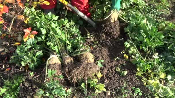 秋の庭でセロリ野菜を収穫シャベルを持つ庭師 — ストック動画