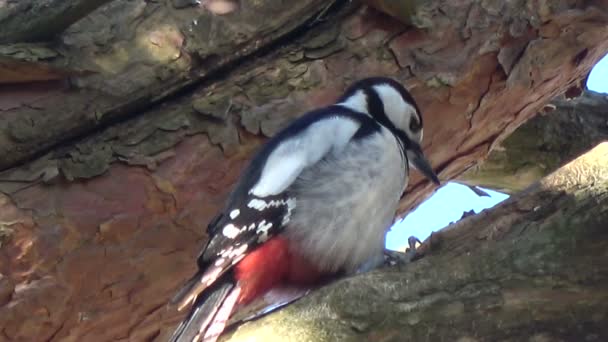 Great Spotted Woodpecker Pan Hull Pine Cone Tree — Stock Video