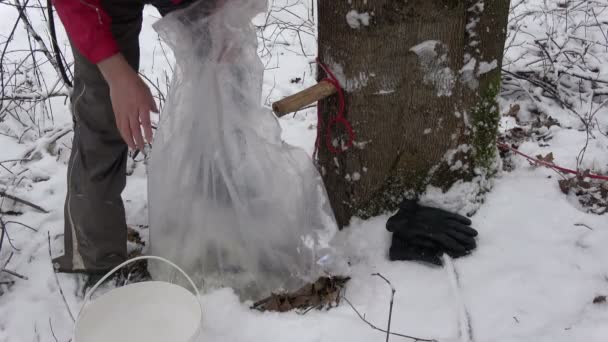 Вылить Первый Кленовый Сок Ранней Весной После Снегопада Пластиковое Ведро — стоковое видео