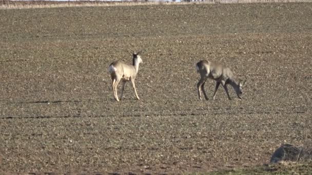 两只鹿在早春的农田里吃油菜籽芽 — 图库视频影像