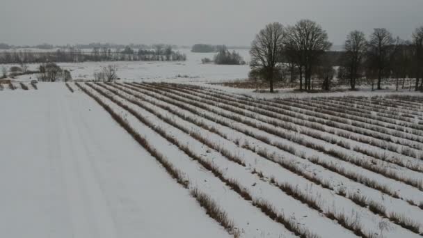 Snowy Rolnictwa Pól Liniami Krzewy Porzeczki Widok Lotu Ptaka — Wideo stockowe