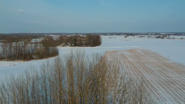 Mouche Drone Dessus Champ Ferme Hiver Avec Chaume Blé Buissons — Video