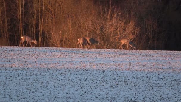 Groupe de chevreuils sur champ de terres agricoles hiver et buissons