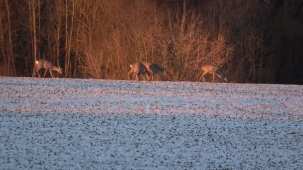 Reeën Werkgroep Winter Landbouwgrond Veld Struiken — Stockvideo