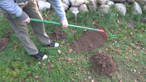 Gärtner Herbst Mit Harke Maulwurfshügel Entfernen — Stockvideo