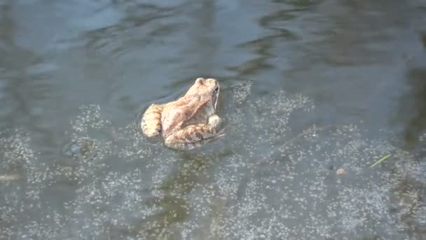 一般的な草カエル Rana Temporaria 早春の池湖の氷の上 — ストック動画