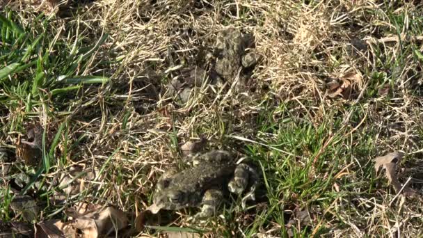 Two European Green Toad Bufo Viridis Early Spring Grass — Stock Video