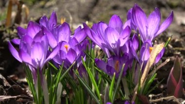 Rüzgar doğa arka plan bahar crocus safron