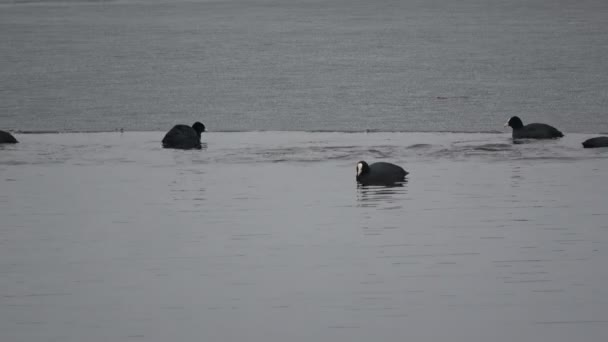 Kuş Avrasya Sakarmeke Fulica Atra Grubu Bahar Gölü Buz — Stok video