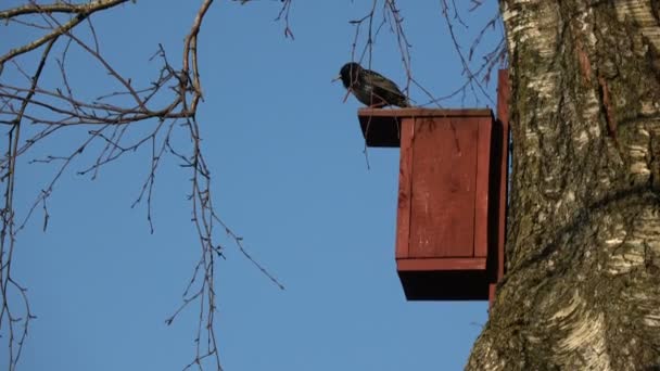 Starling Sturnus Vulgaris Casa Pássaro Madeira Vermelha Primavera Árvore — Vídeo de Stock