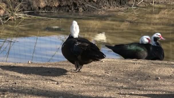 Schöne Häusliche Entengruppe Bauernhof Teichnähe — Stockvideo