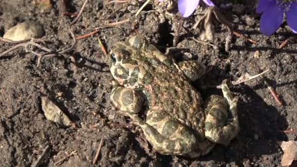European Green Toad Bufo Viridis Early Spring Blossoming Hepatica Flowers — Stock Video