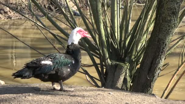 池塘附近农场的美丽家养鸭 — 图库视频影像