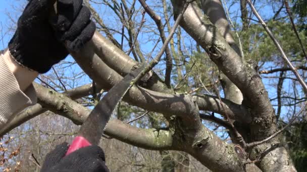 Gärtner Schnitt Apfelbaum Ast Zeitigen Frühjahr Mit Säge — Stockvideo