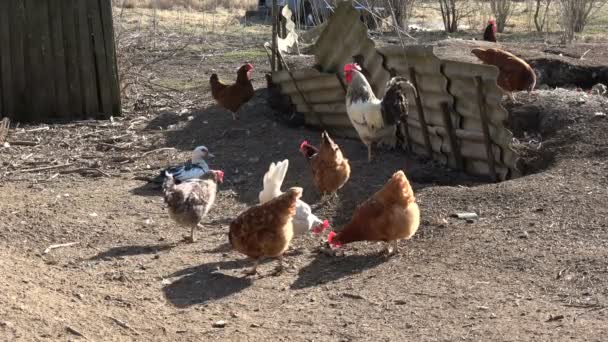 农场鸡和公鸡公鸡 — 图库视频影像