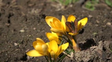 Küçük kaplumbağa kabuğu kelebek Nymphalis urticae bahar crocus üzerinde
