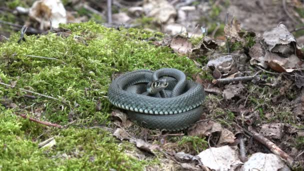 Ringed Cobra Grama Natrix Natrix Musgo Floresta Primavera — Vídeo de Stock