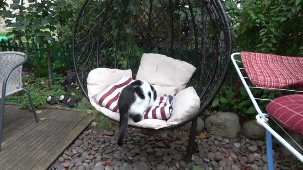 家猫挂在院子里的椅子上 — 图库视频影像
