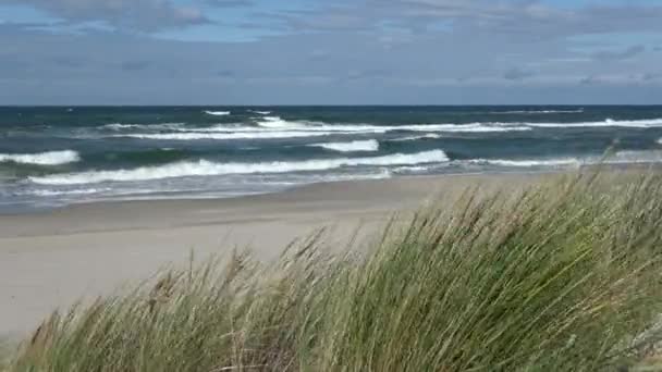 Oostzee Golven Eenzame Kraai Strand Wind Gras — Stockvideo